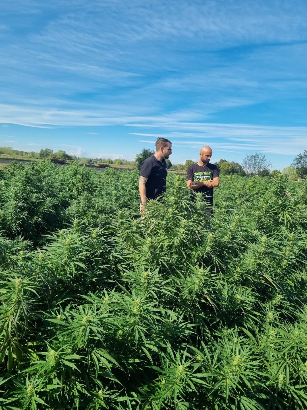 Founder in Weed Field